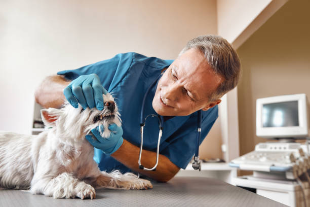 Best 24-Hour Emergency Dental Care in Dimmitt, TX